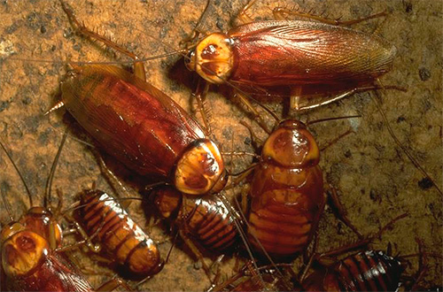 Acide borique, à quoi sert encore cette poudre d'antan ?